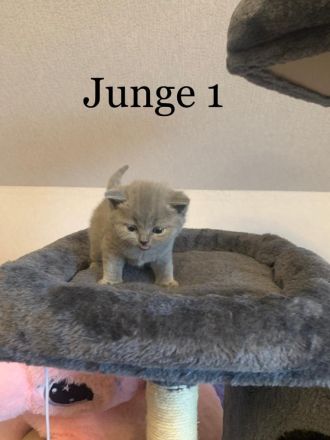 Reinrassige BKH Kitten