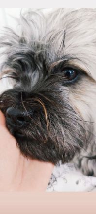 Maltipoo, shih tzu, Hundewelpen, Welpen, Mischling