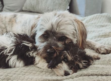 Maltipoo, shih tzu, Hundewelpen, Welpen, Mischling