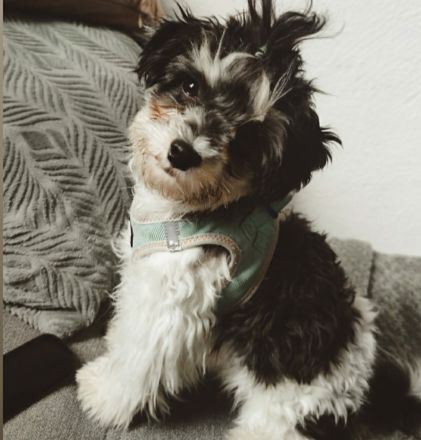 Maltipoo, shih tzu, Hundewelpen, Welpen, Mischling