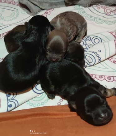 Maltipoo, shih tzu, Hundewelpen, Welpen, Mischling