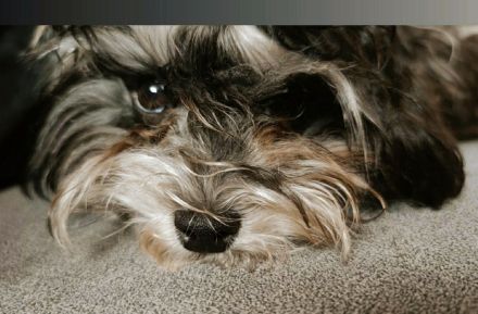 Maltipoo, shih tzu, Hundewelpen, Welpen, Mischling