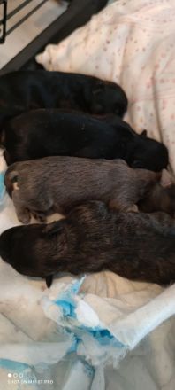 Maltipoo, shih tzu, Hundewelpen, Welpen, Mischling