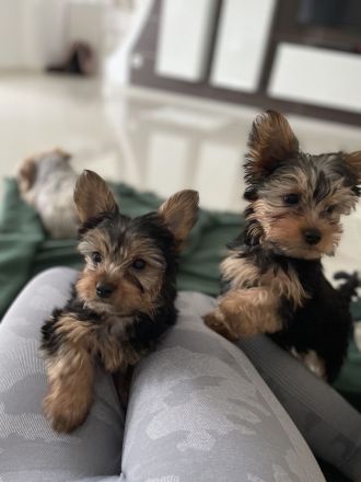 Yorkshire Terrier
