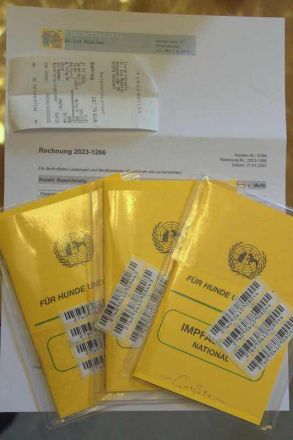 BKH Kitten lilac reinrassig, entwurmt, gechipt, geimpft / noch ein Kater abzugeben!!