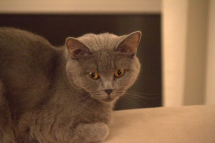 BKH Kitten lilac reinrassig, entwurmt, gechipt, geimpft / noch ein Kater abzugeben!!