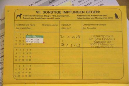 BKH Kitten lilac reinrassig, entwurmt, gechipt, geimpft / noch ein Kater abzugeben!!