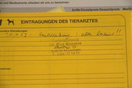 BKH Kitten lilac reinrassig, entwurmt, gechipt, geimpft / noch ein Kater abzugeben!!