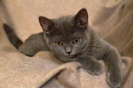 BKH Kitten lilac reinrassig, entwurmt, gechipt, geimpft / noch ein Kater abzugeben!!