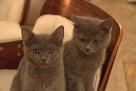 BKH Kitten lilac reinrassig, entwurmt, gechipt, geimpft / noch ein Kater abzugeben!!