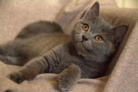 BKH Kitten lilac reinrassig, entwurmt, gechipt, geimpft / noch ein Kater abzugeben!!