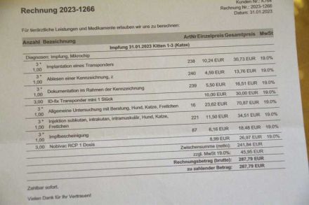 BKH Kitten lilac reinrassig, entwurmt, gechipt, geimpft / noch ein Kater abzugeben!!