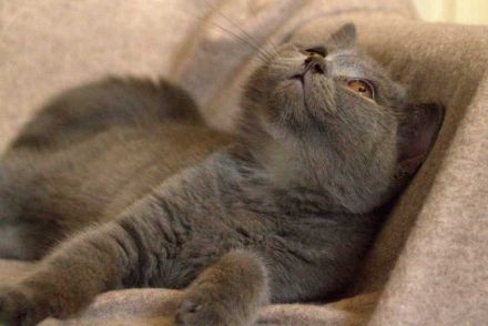 BKH Kitten lilac reinrassig, entwurmt, gechipt, geimpft / noch ein Kater abzugeben!!