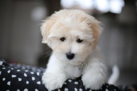 wir haben Welpen Coton de Tulear  from CotonOfHappyness