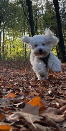 wir haben Welpen Coton de Tulear  from CotonOfHappyness