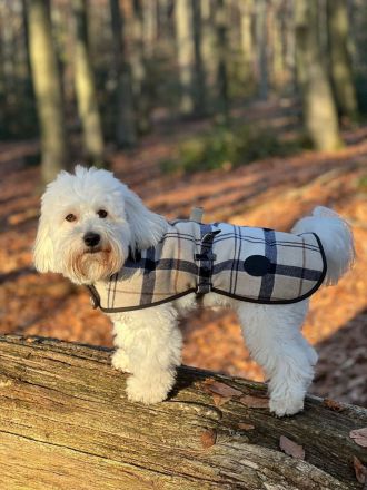 wir haben Welpen Coton de Tulear  from CotonOfHappyness