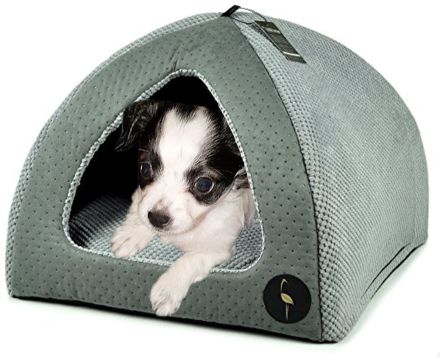 Chihuahua Welpen