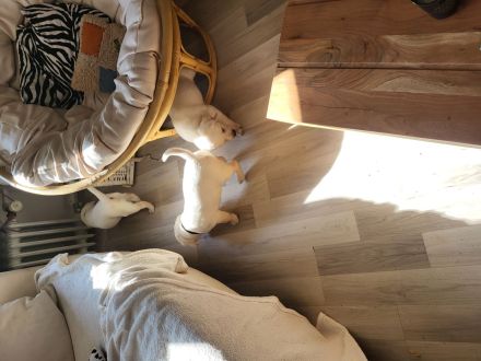 Weiße Labradorwelpen(Rüden)