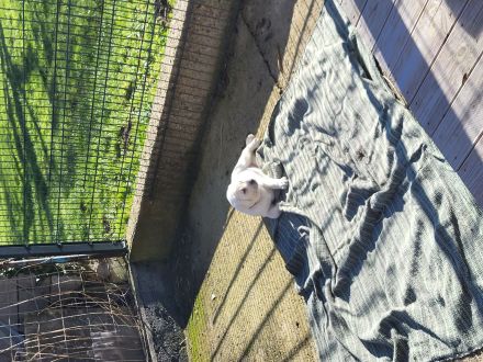 Weiße Labradorwelpen(Rüden)