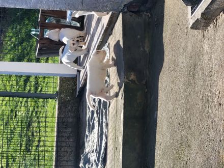 Weiße Labradorwelpen(Rüden)