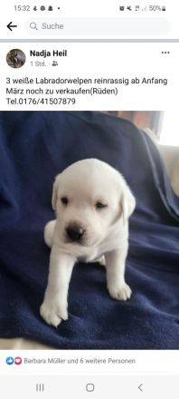 Weiße Labradorwelpen(Rüden)