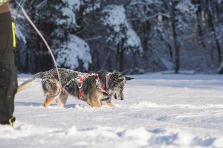 Nasfa, Schäferhündin, sucht hundeerfahrene Familie mit Haus und Grundstück