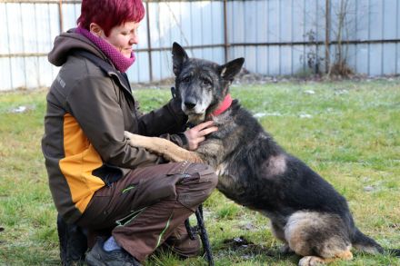 Nasfa, Schäferhündin, sucht hundeerfahrene Familie mit Haus und Grundstück