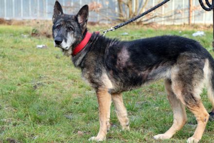 Nasfa, Schäferhündin, sucht hundeerfahrene Familie mit Haus und Grundstück