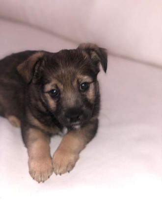 Terrier Mix Welpe
