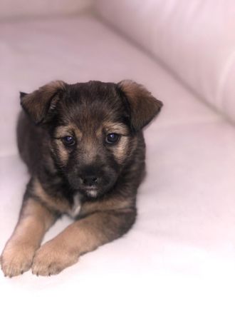 Terrier Mix Welpe