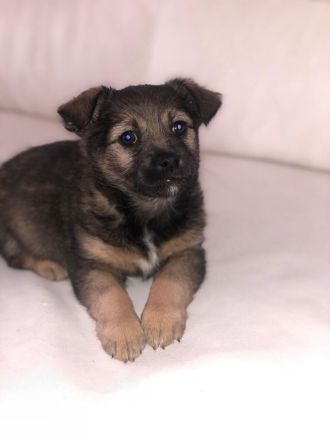 Terrier Mix Welpe