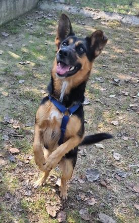 Unsere kleine NELLA ist eine junge und hübsche Mini-Schäfermix Hündin