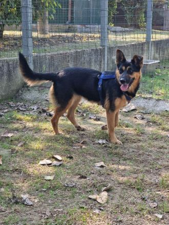 Unsere kleine NELLA ist eine junge und hübsche Mini-Schäfermix Hündin