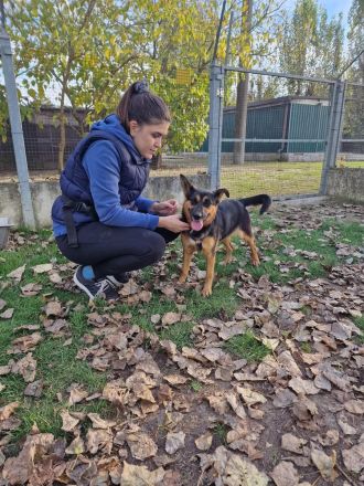 Unsere kleine NELLA ist eine junge und hübsche Mini-Schäfermix Hündin