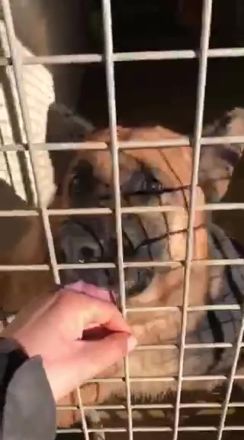 IATA – sucht noch immer eine Familie