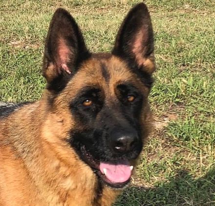 IATA – sucht noch immer eine Familie