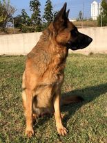 IATA – sucht noch immer eine Familie