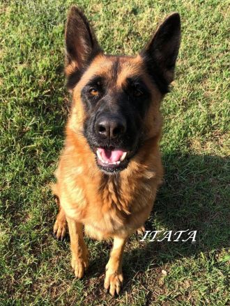 IATA – sucht noch immer eine Familie