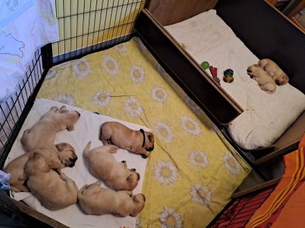 Verkaufe reinrassige Labradorwelpen