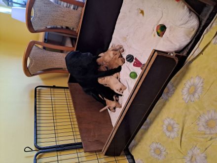 Verkaufe reinrassige Labradorwelpen