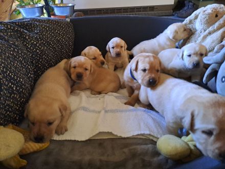 Verkaufe reinrassige Labradorwelpen