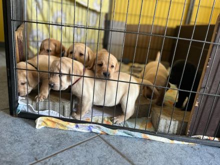 Verkaufe reinrassige Labradorwelpen