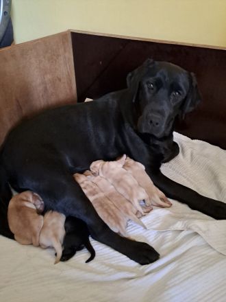 Verkaufe reinrassige Labradorwelpen