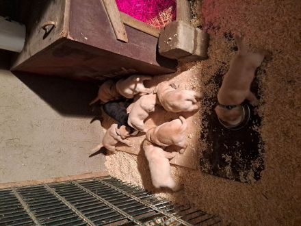 Verkaufe reinrassige Labradorwelpen