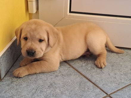 Verkaufe reinrassige Labradorwelpen