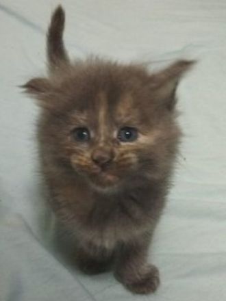 Main coon Kitten reinrassig