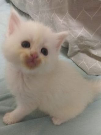 Main coon Kitten reinrassig