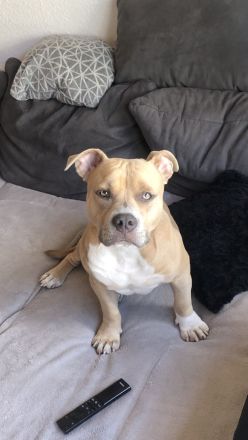 Hund in liebevolle Hände abzugeben