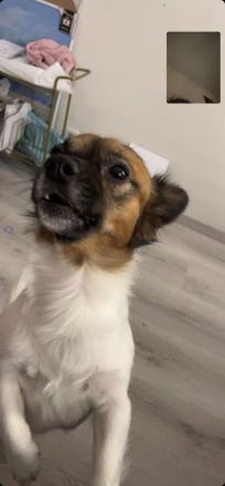 Hündin gesucht für unseren Apollo