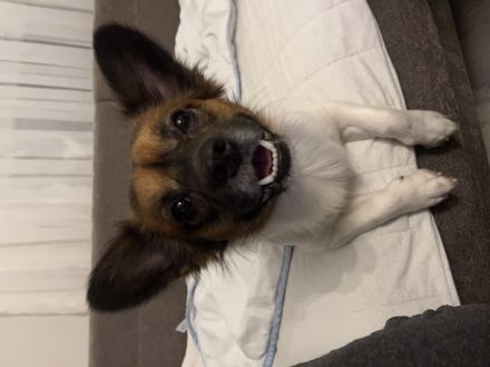 Hündin gesucht für unseren Apollo